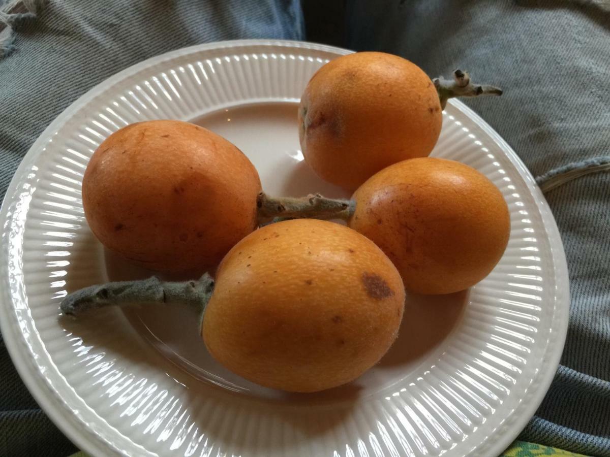 菲内斯特拉特 La Yurta Naranja酒店 外观 照片